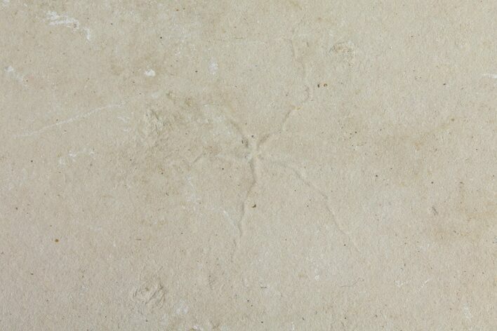 Cretaceous Brittle Star (Geocoma) Fossil - Lebanon #106170